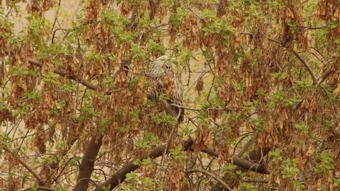 Wild owl in the branches of a tree with young spring leaves turns its head in different directions