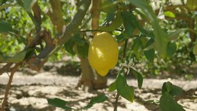 Yellow lemon ripe fruit on tree in sunshine. Slow motion video. Plantation zoomed in close up shot with blurry shallow depth of field