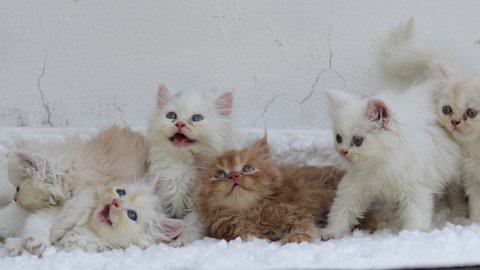 White Persian kittens sitting. Cute tabby kitten on white soft blanket. Cats rest napping on bed. Comfortable pets sleep at cozy home. Little curious kitten lying over white blanket.