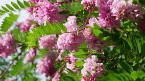 Acacia flowers blooming on branches.  Pink and violet acacia. Acacia tree leaves. Summer pink background, green and blue sky gradient. Beautifull bloom. 