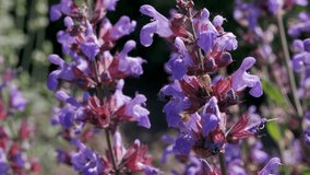 Video clip with blooming sage in full screen close-up vegetable moving background