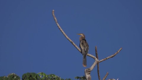 Anhinga Bird Perched on Tree Branch