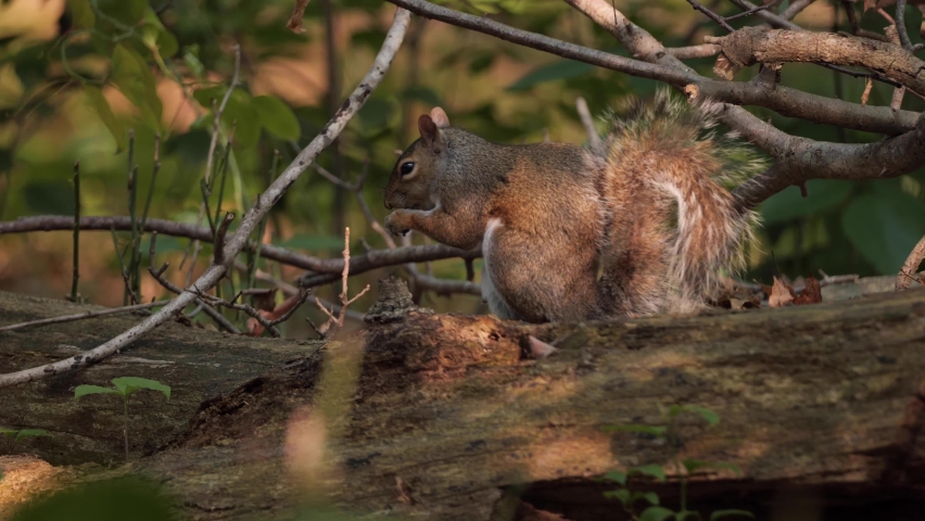 Eastern gray squirrel (Sciurus carolinensis) lives in eastern North America. Lives in forests and city parks. Wilmington (USA).