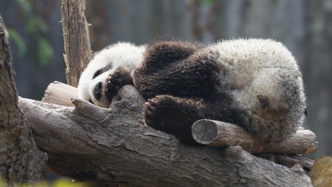 one lovely giant panda bear sleeping outdoor in the Chengdu Zoo