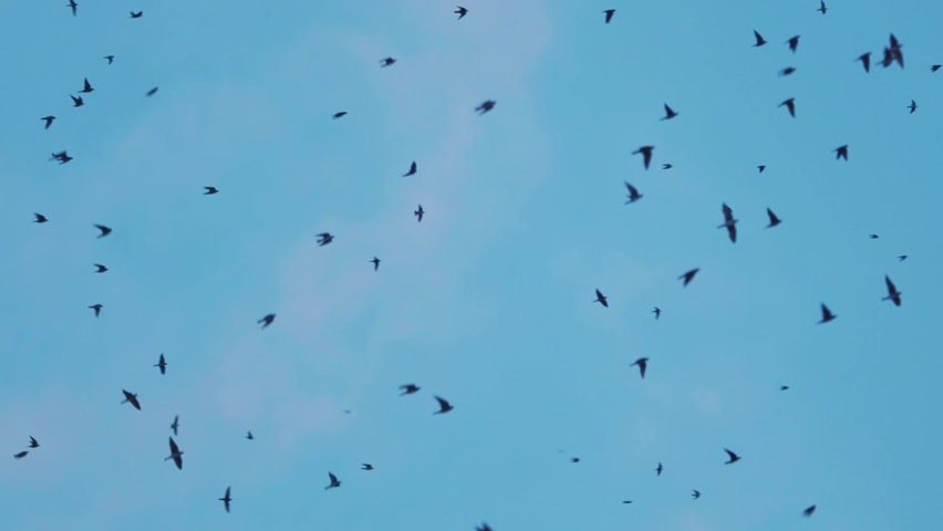 Thousands of Purple Martin Birds Flying at Sunset