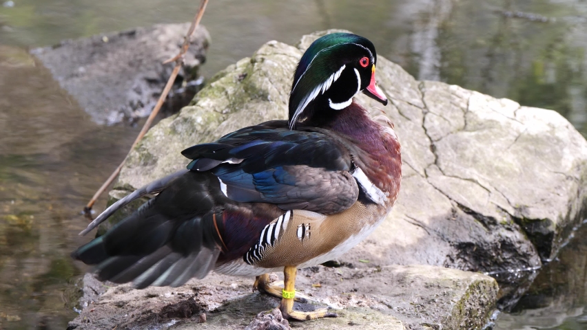 Close up of beautiful Wood Duck on rock at lake cleaning and washing in nature