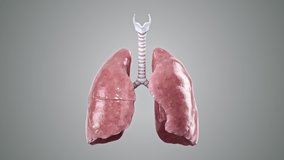 Turntable 3d animation of anatomically accurate human internal organ lungs with trachea isolated