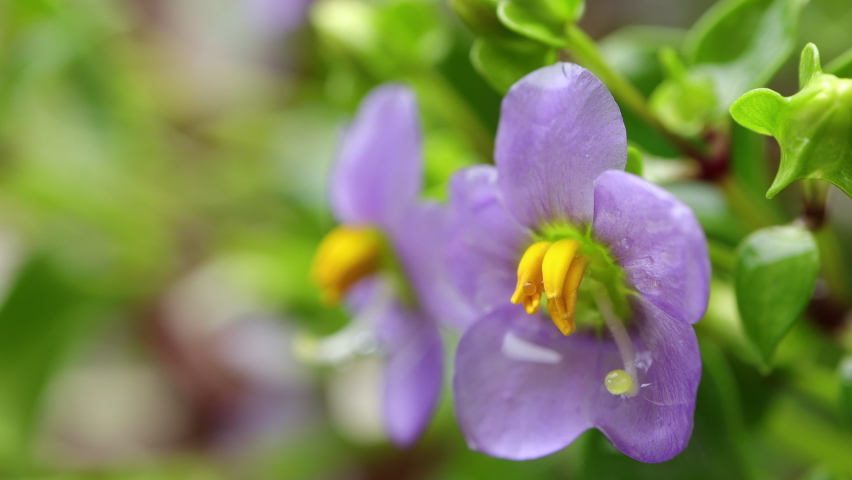 Persian violet