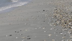 Shells and sand on beach, sea waves - Powered by Shutterstock - Get 15% off with code: PIKWIZARD15