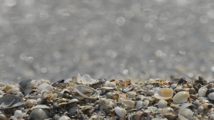 Sea waves foam washing the shells and sand on the beach, close-up detail - Powered by Shutterstock - Get 15% off with code: PIKWIZARD15