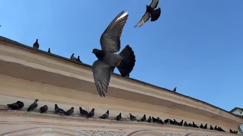 Pigeons birds flock on an old building against blue sky. Royalty-Free Stock Footage #1091007307