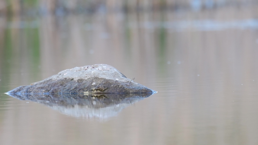 Wagtail is sitting on a rock in the lake. Motacilla alba. Sounds of nature.