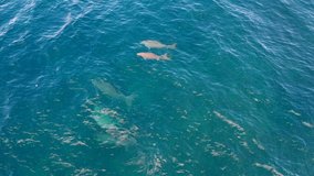 Dugongs swimming in the ocean. Aerial drone view