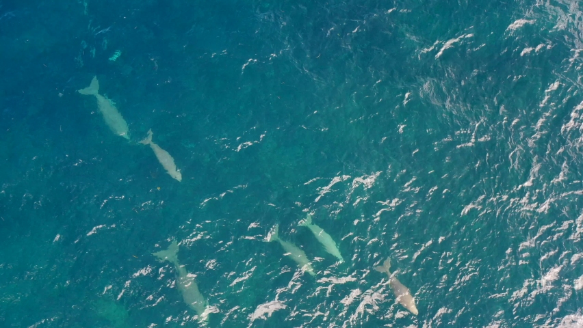 Dugongs swimming in the ocean. Aerial drone view Royalty-Free Stock Footage #1091009133