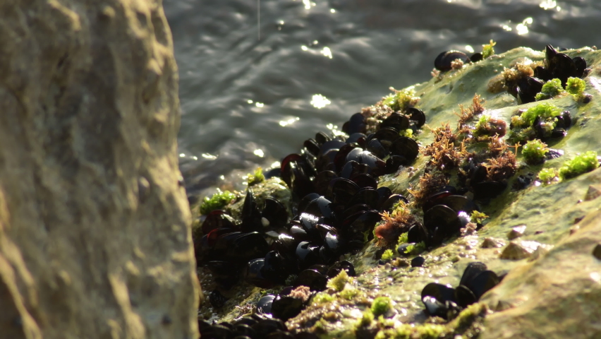 Small molluscs and mussels adhered in a beach rock