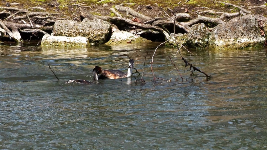 Couple of Great Crested Grebe, Podiceps cristatus building their nest. Bird with beautiful orange colors, water bird with red eyes. It is the largest member of the grebe family found in the Old World.