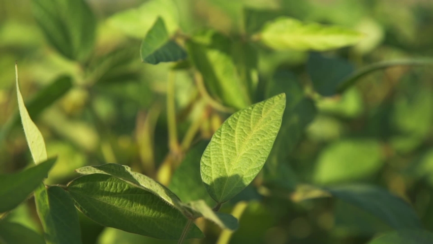 Green leaves of soybeans growing on the field. Soybean growing, vegetables, plants, bio care Royalty-Free Stock Footage #1091012013