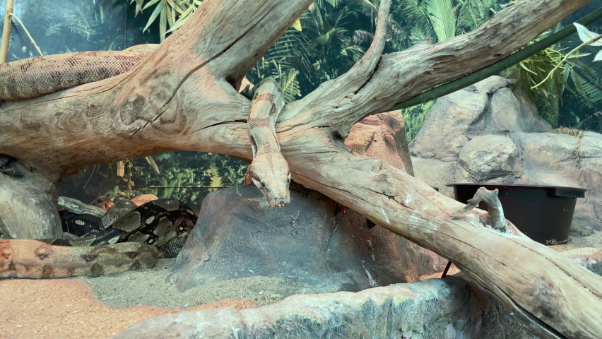 The rattlesnake sticks out its tongue and hisses into the terrarium. Venomous snake getting ready to jump