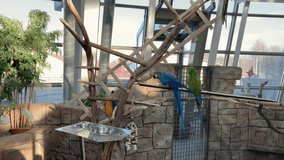 The parrots are eating at the feeder. Macaw blue parrot gnaws a tree. Zoom video