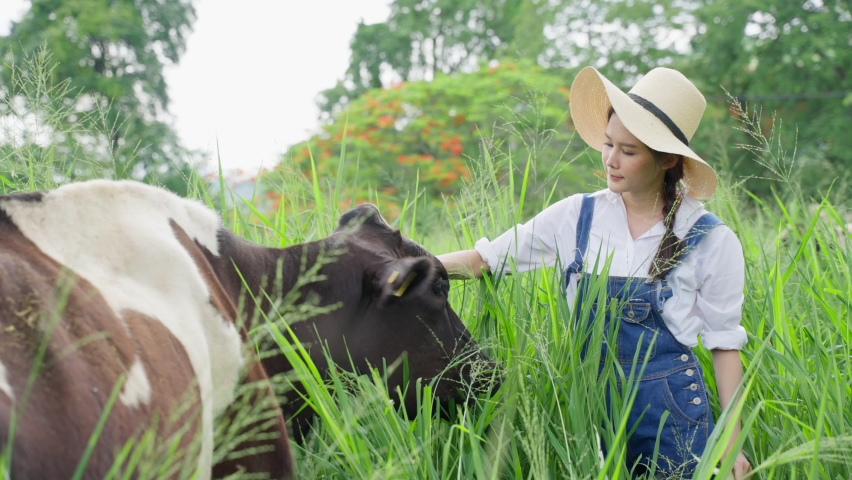 Asian attractive dairy farmer woman working alone outdoors in farm. Young beautiful female agricultural farmer checking and examine cows animal in green field with happiness at livestock farm industry