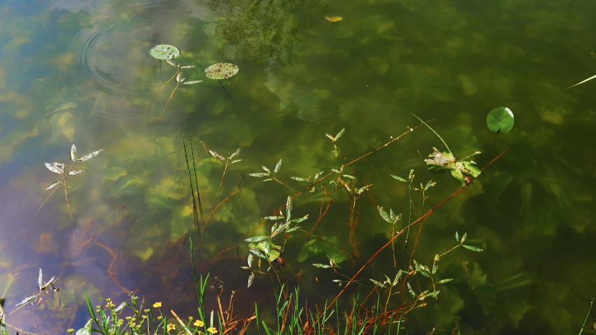 Trees and an ancient castle are reflected in the water of the pond. Fry and small fish swim between green algae. Reflections of clouds in the sky between lilies. Latvia