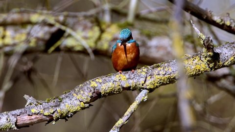 A Common Kingfisher in the Reed