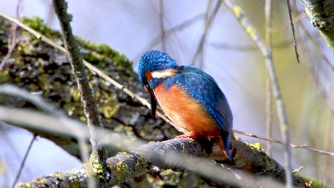 A Common Kingfisher in the Reed