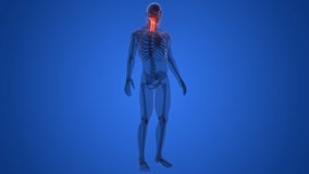 Spinal Cord Vertebral Column Cervical Vertebrae of Human Skeleton System Anatomy Animation Concept. 3D