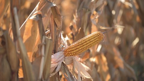 Corn ear in maize crops field, selective focus