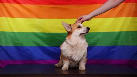 A happy corgi dog smiles in front of a rainbow LGBT flag. A woman's hand strokes the dog's head. Love for pets. Concept of equality, happiness, freedom, love of a same-sex couple, 4K.