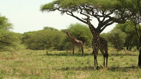 A pair of giraffes hide from the scorching sun in the shade of trees in the savannah of Tarangire National Park
