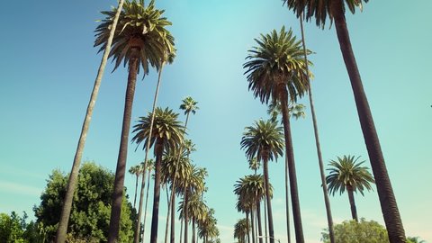 Driving on Street Lined with Palm Trees. Sunny Day in Beverly Hills, California. POV Tropical Vacation.