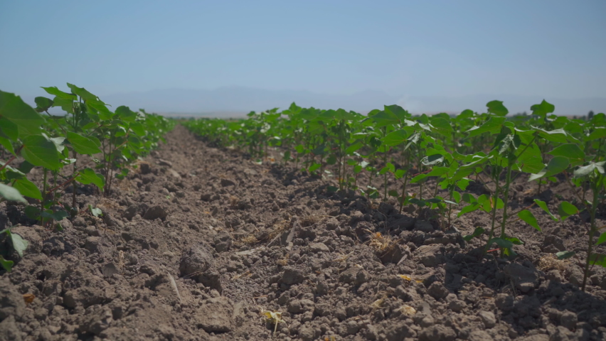 Cotton field. Rows of young cotton plants growing in a field