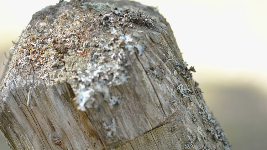 Closer look of the wood pole with the number 11 on it in Estonia