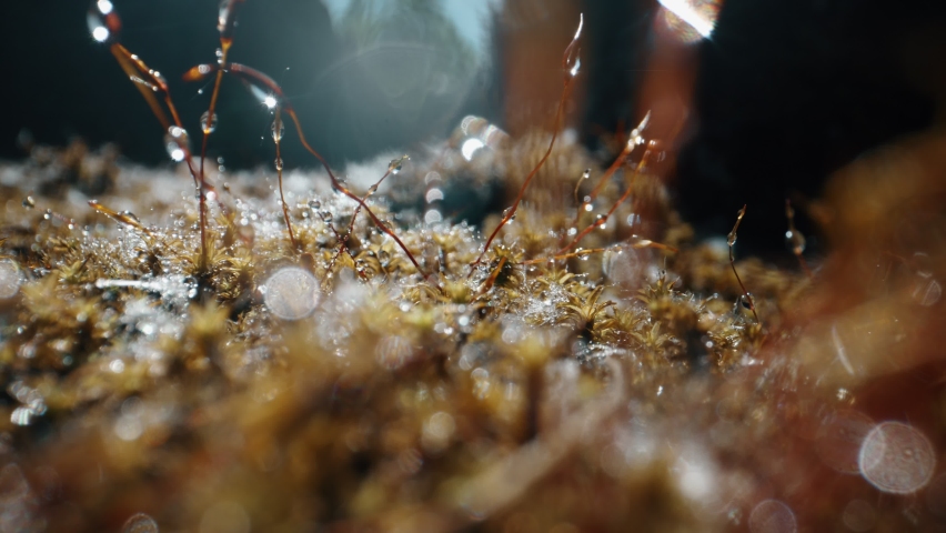 Macro view of moss in forest. | Shutterstock HD Video #1091032379