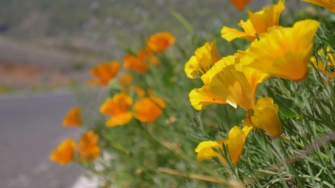 4K slow motion shot of California Poppy, yellow and orange blooming wildflowers in the wind in Tenerife, Canary Islands, Spain