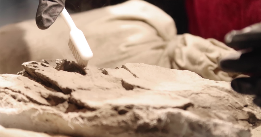 A paleontologist preparing a fossil specimens for use in paleontological research or for exhibition, removing the surrounding rocky matrix and cleaning. Royalty-Free Stock Footage #1091035579