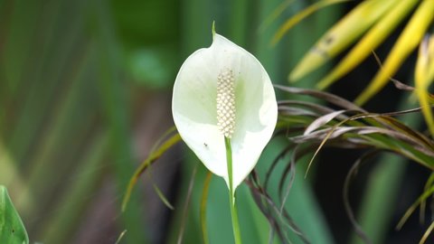 Spathiphyllum (Also known lili perdamaian, spath, peace lilies). Spathiphyllum is only mildly toxic to humans and other animals when ingested