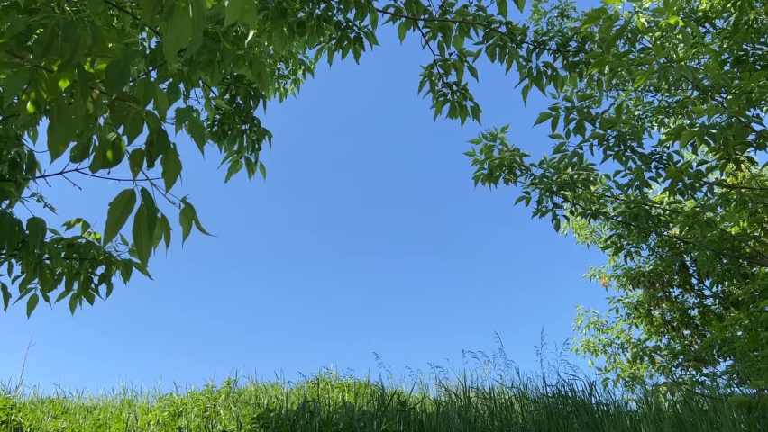 Green grass field, tree branches leaves, blue sky. Scenic view through branches of trees with green foliage on clear blue sky sunny summer day. Sparrow bird swinging on a branch.  Royalty-Free Stock Footage #1091037495
