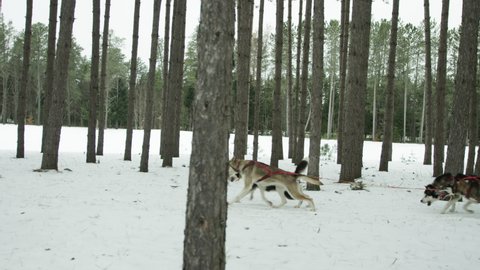 Pack of sled dogs pulling a sled through snowy forest in slow motion