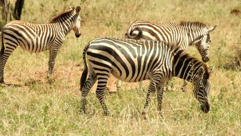 A proud and independent zebra leaves the herd having defended its position. Zebra insisted on her own and decided to leave in front of the foal who did not understand anything.