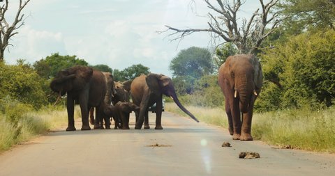 Large family herd of elephant walking towards us in the road. Kruger Park safari. High quality 4k footage