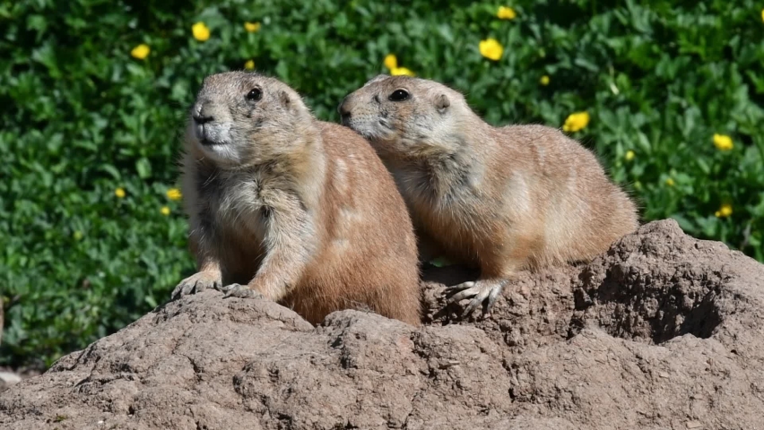 Black-tailed prairie dogs (Cynomys ludovicianus) native to the Great Plains of North America at burrow entrance