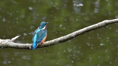 Common kingfisher (Alcedo atthis) juvenile flying away from branch over water of pond in spring