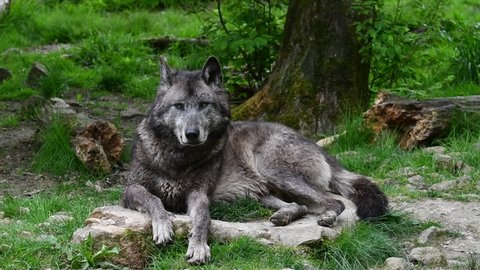 Black Northwestern wolf also kwonw as Mackenzie Valley wolf or Alaskan timber wolf (Canis lupus occidentalis) resting under tree in forest