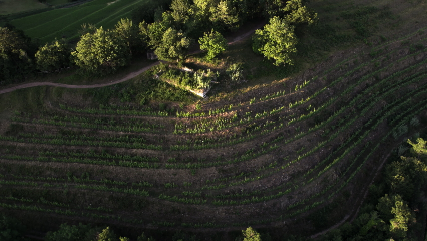 Hilly vineyards with sunset light, aerial view.