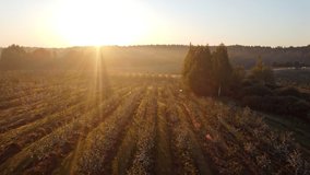 flowering garden, plantation at sunrise, young apple trees in spring, aerial shooting