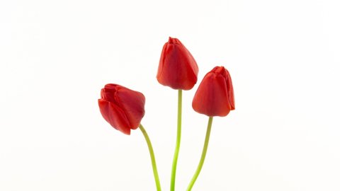 Beautiful red tulip flowers background. Beautiful bouquet of Red tulips on a white background. Timelapse of red tulip flowers opening. Springtime. Mother's day, Holiday, Love, birthday, Easter backgro