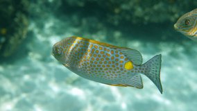 Underwater video of golden rabbitfish or Siganus guttatus in coral reef of Thailand. Snorkeling or dive activities. Underwater reef. Sea and ocean deep wildlife. Undersea nature