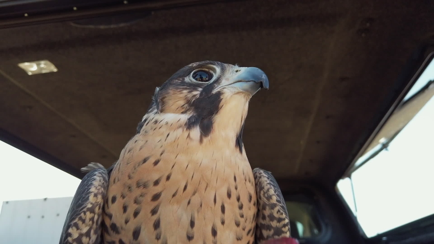 Close up tilt up shot of a falcon in the back of a covered pickup truck bed being fed pieces of meat by hand and it looks down into the camera and then gets distracted